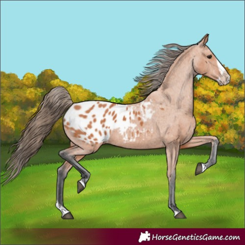 Horse Color:Bay Splash Frame Appaloosa 