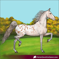 Horse Color:Bay Splash Frame Appaloosa 