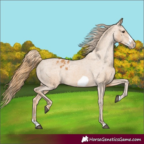 Horse Color:Chestnut Splash Frame Appaloosa 