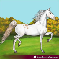 Horse Color:Chestnut Splash Frame Appaloosa 