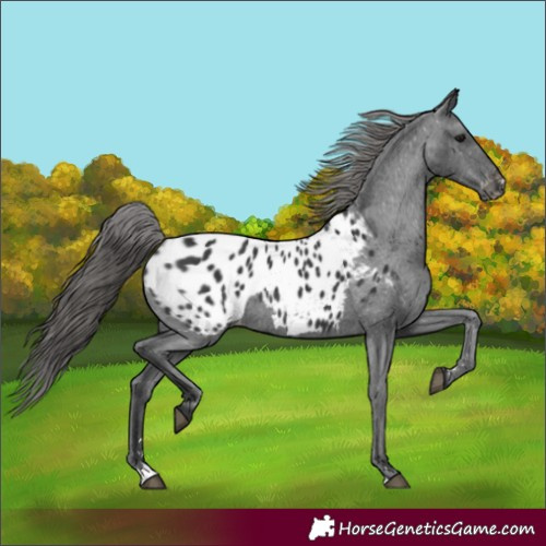 Horse Color:Black Appaloosa Rabicano 