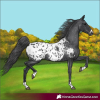 Horse Color:Black Appaloosa Rabicano