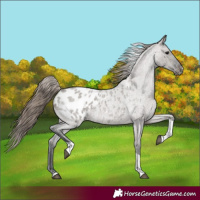 Horse Color:Grullo Roan Tobiano Appaloosa 