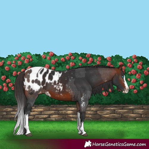 Horse Color:Bay Sabino Splash Appaloosa  and Bay Sabino Splash Appaloosa 