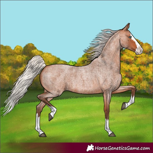 Horse Color:Silver Bay Roan Splash 