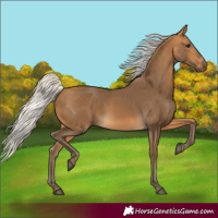 Horse Color:Silver Buckskin 