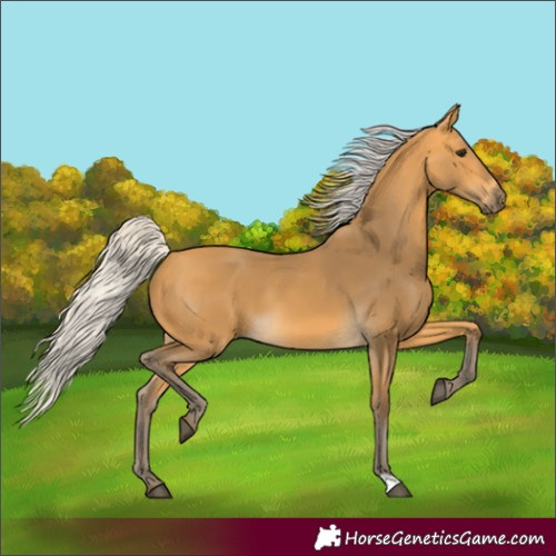 Horse Color:Silver Buckskin 