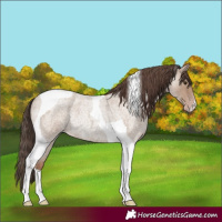 Horse Color:Classic Champagne Roan Tobiano Rabicano