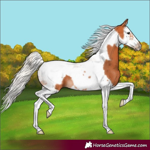 Horse Color:Silver Bay Splash Tobiano Frame Rabicano 