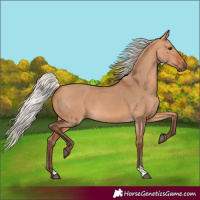 Horse Color:Silver Bay Dun