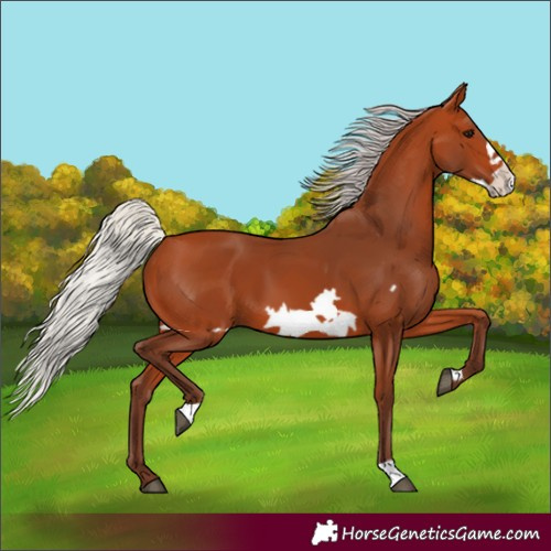 Horse Color:Silver Bay Frame 