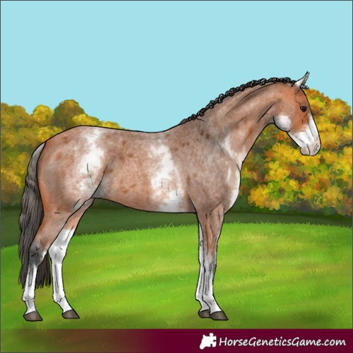 Horse Color:White Spotted Bay Roan 