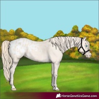 Horse Color:Perlino Appaloosa 