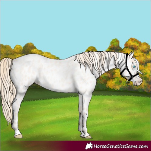 Horse Color:Perlino Roan Appaloosa 