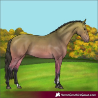 Horse Color:Buckskin 