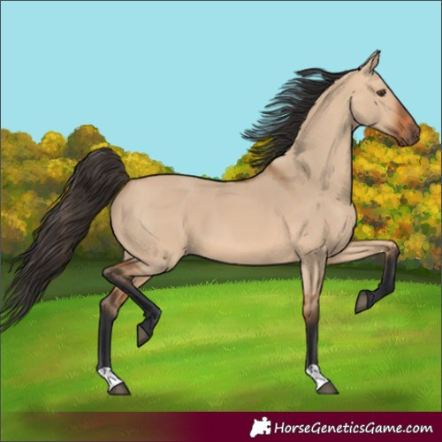 Horse Color:Bay Dun 