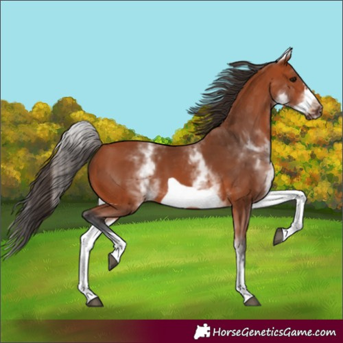 Horse Color:White Spotted Bay Frame 