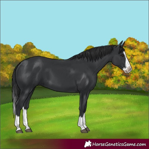Horse Color:Black Splash Frame 