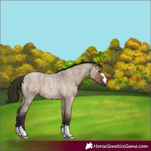 Horse Color:Gray Liver Red Dun Roan 