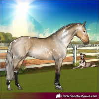 Horse Color:Gray White Spotted Silver Buckskin Dun 