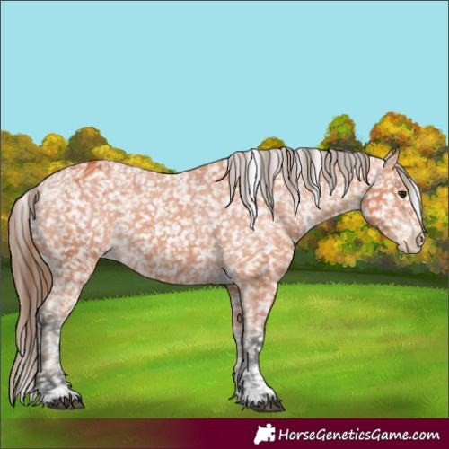 Horse Color:Bay Snowflake Varnish and Bay Snowflake Varnish