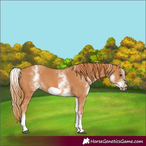 Horse Color:Unknown 