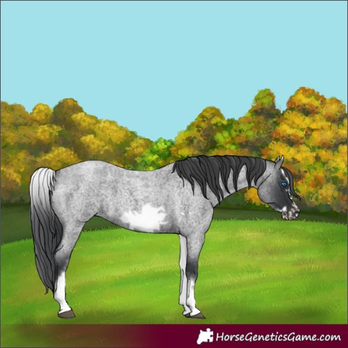 Horse Color:Unknown 