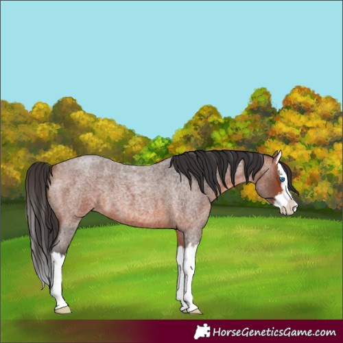 Horse Color:Unknown 