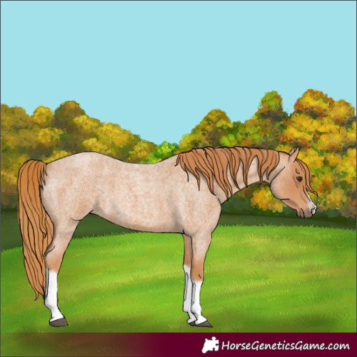 Horse Color:Unknown 