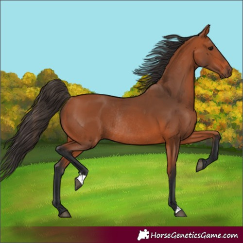 Horse Color:Bay Rabicano 
