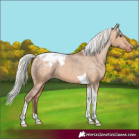 Horse Color:Silver Bay Dun Tobiano Appaloosa