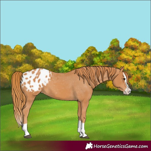 Horse Color:Unknown 