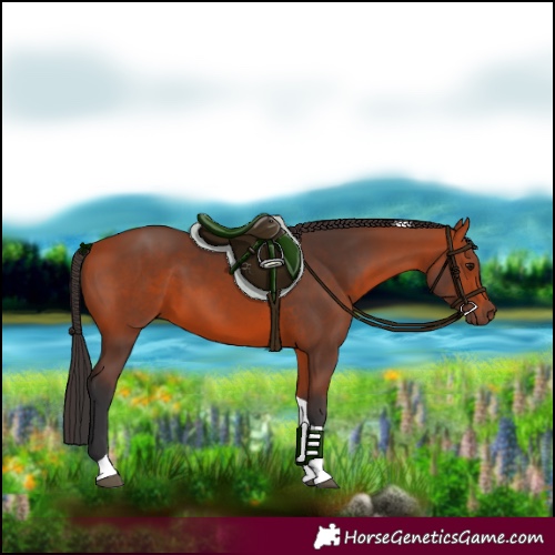 Horse Color:Unknown 