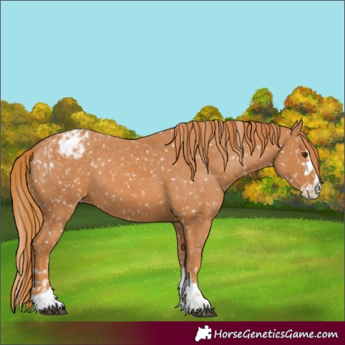 Horse Color:Unknown 