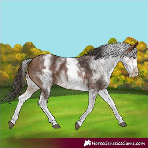 Horse Color:White Spotted Bay 