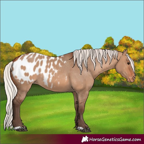Horse Color:Unknown 
