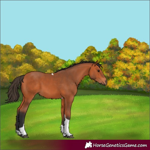 Horse Color:Bay Tobiano 