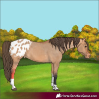 Horse Color:Bay Dun Tobiano Appaloosa 