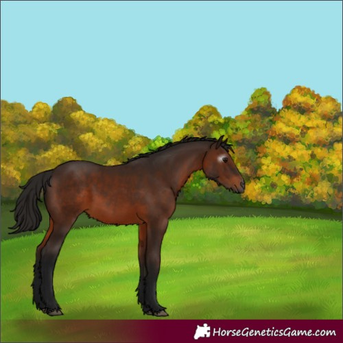 Horse Color:Gray Bay 