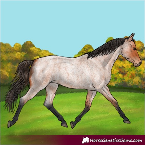 Horse Color:Unknown 
