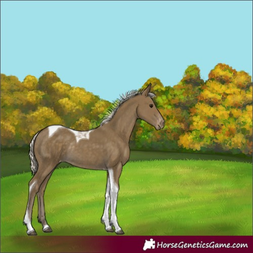 Horse Color:Silver Smoky Black Tobiano Varnish Rabicano 