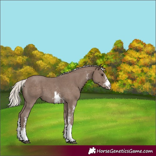 Horse Color:Silver Black Sabino 