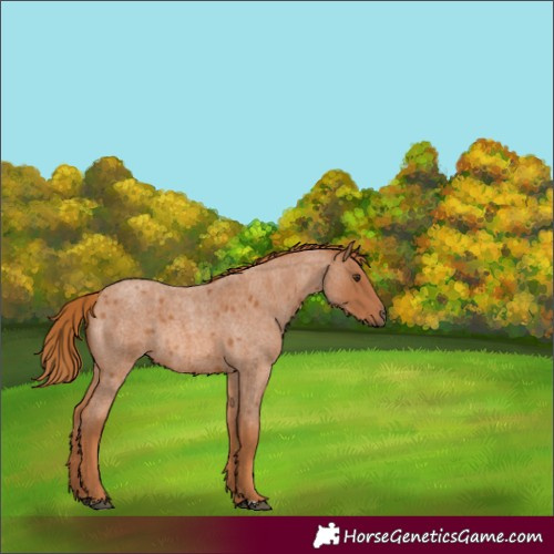 Horse Color:Red Roan Rabicano 