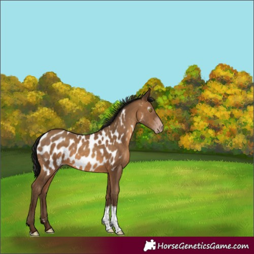 Horse Color:Gray Amber Champagne Tobiano Appaloosa 
