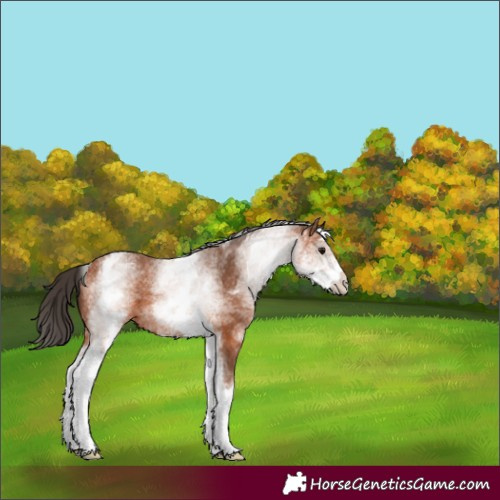 Horse Color:White Spotted Bay 