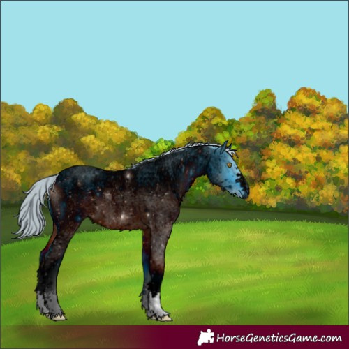 Horse Color:ERROR: UNKNOWN ANOMALY