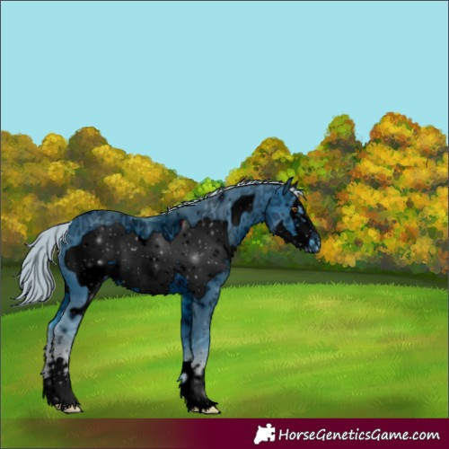 Horse Color:ERROR: UNKNOWN ANOMALY