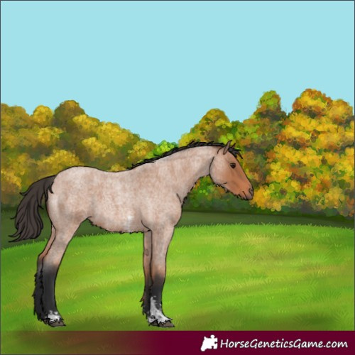 Horse Color:Bay Roan Sabino 