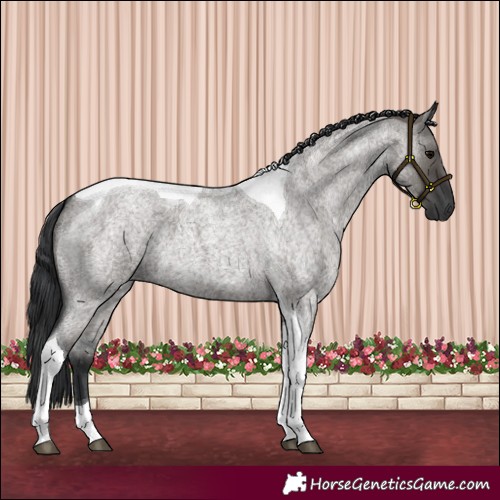 Horse Color:Grullo Roan Tobiano 