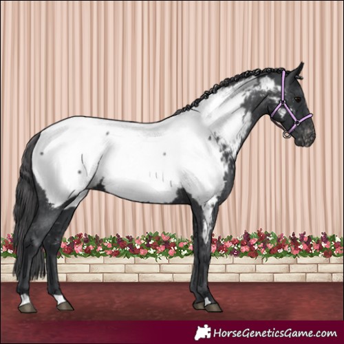 Horse Color:Black Appaloosa